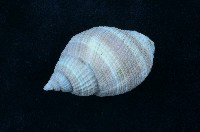 藏品(核螺)的圖片